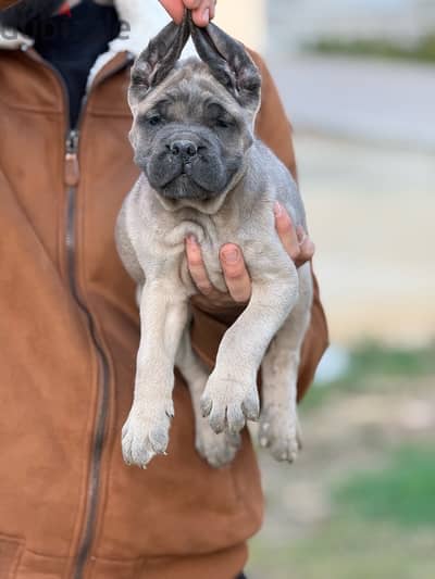 Female Cane Corso