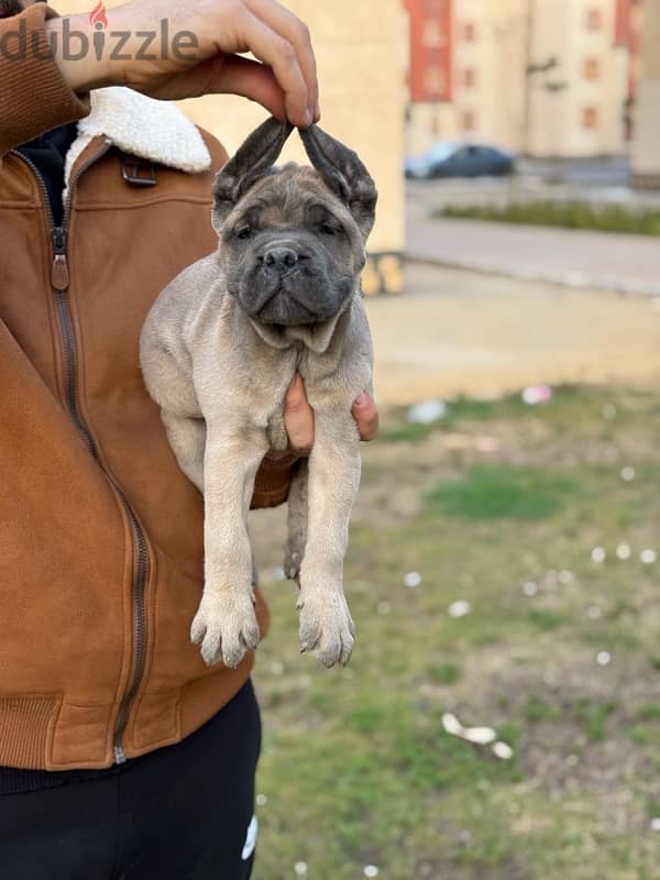 Female Cane Corso 1