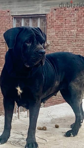 كين كورسو-cane corso