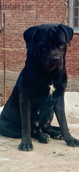 كين كورسو-cane corso 1