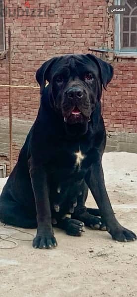 كين كورسو-cane corso 2