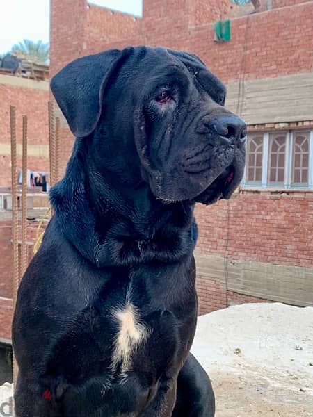 كين كورسو-cane corso 3