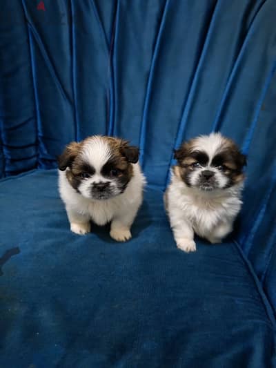 shih tzu puppies