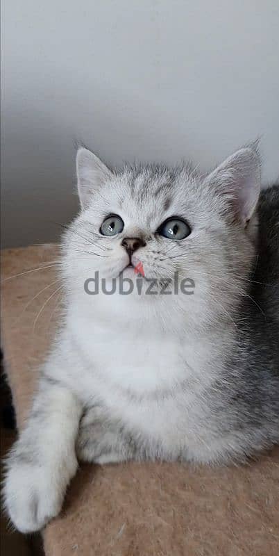 Scottish fold kittens 1