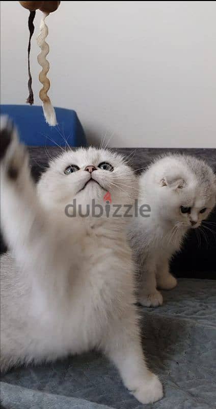 Scottish fold kittens 2