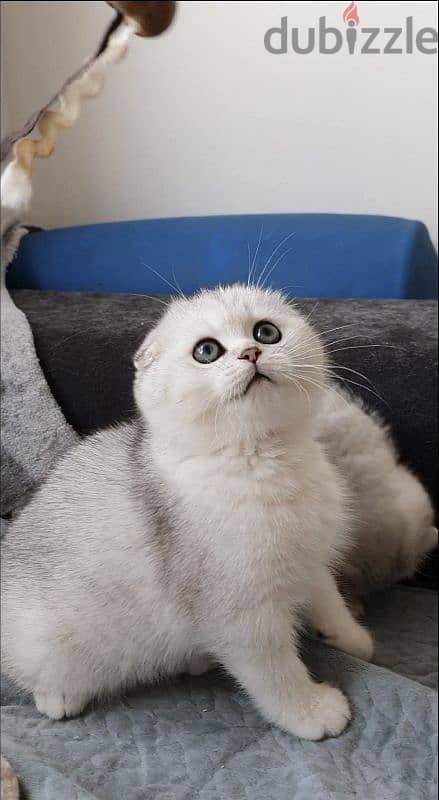 Scottish fold kittens 4