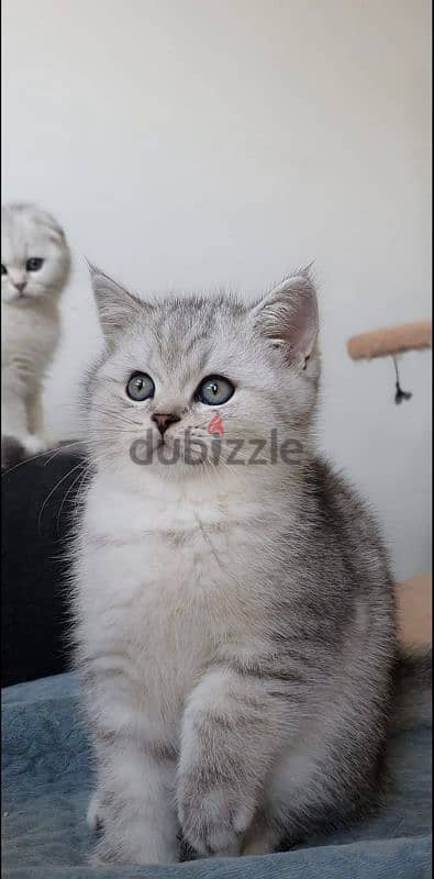 Scottish fold kittens 5