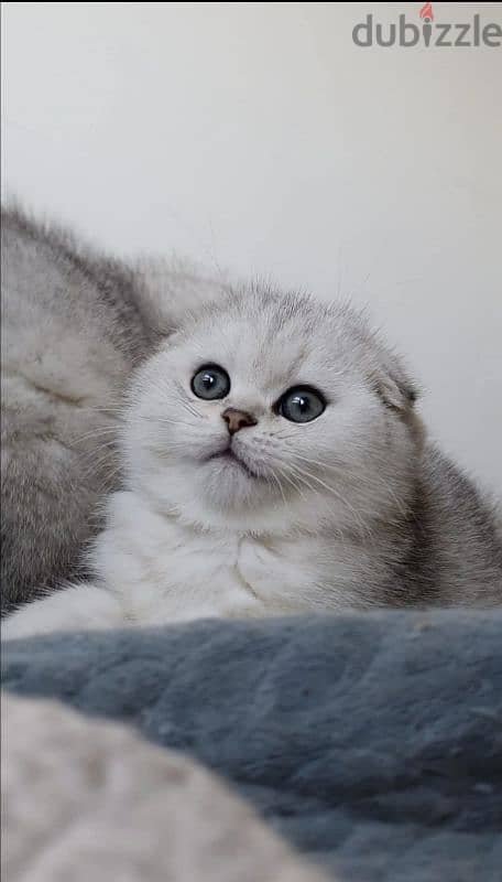 Scottish fold kittens 6