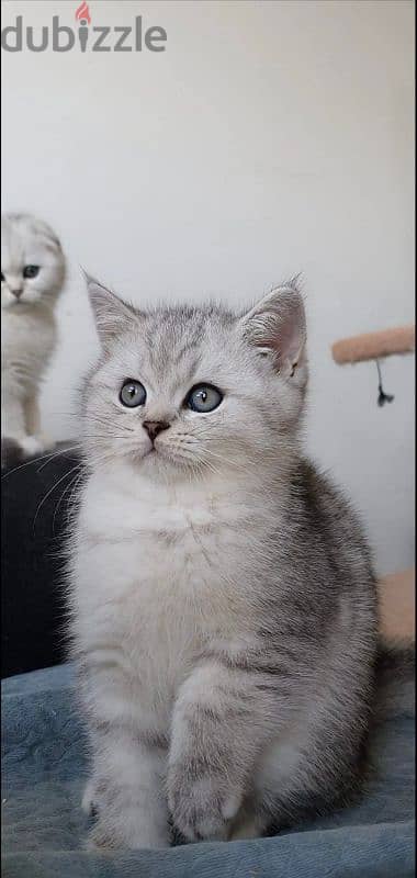 Scottish fold kittens 7