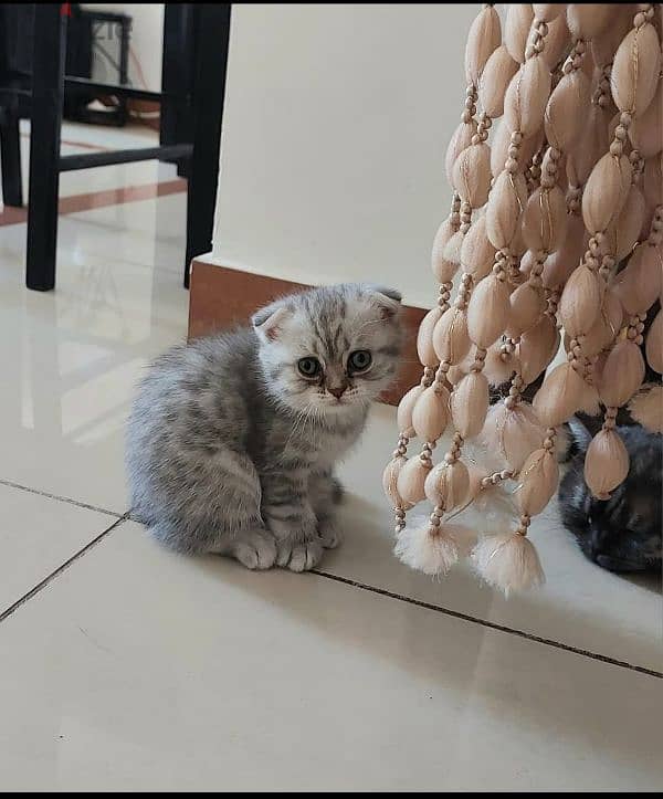 Scottish fold kittens 8