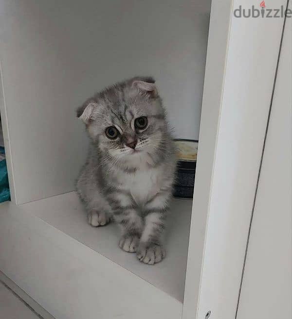 Scottish fold kittens 11