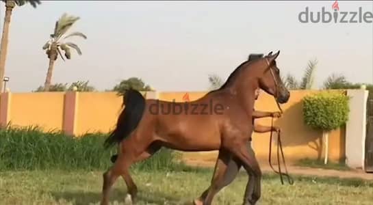 خيل عربي أصيل