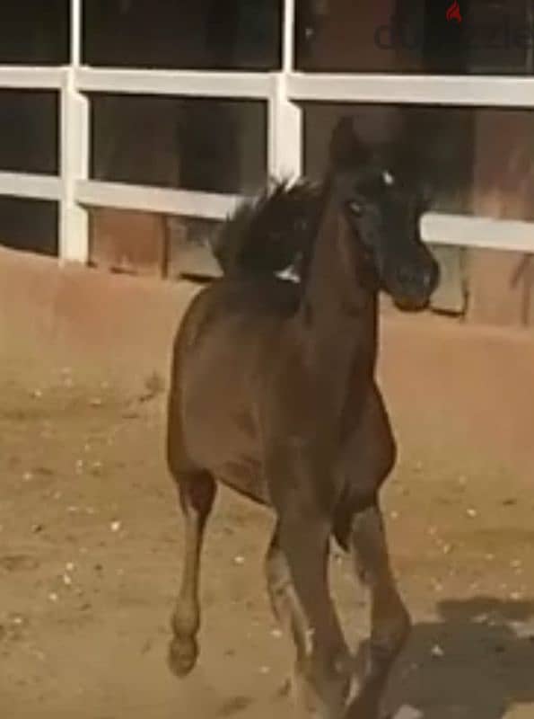 خيل عربي أصيل 3