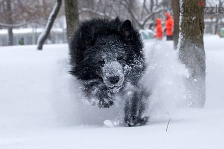 Elite longhaired German shepherd