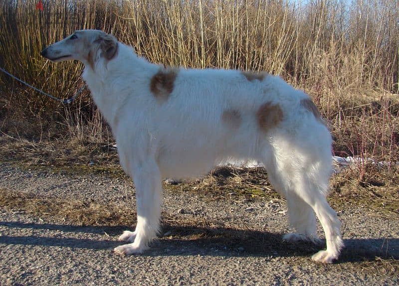 Russian greyhound puppies from Russia 2