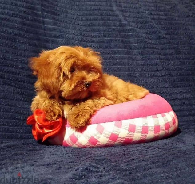 maltipoo F1 beauties female from Russia 1