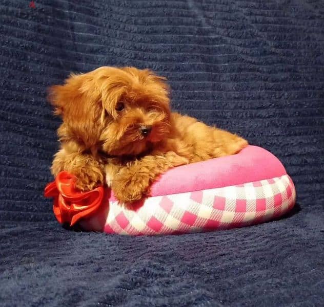 maltipoo F1 beauties female from Russia 3