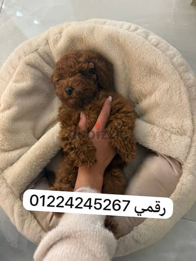 toy poodle