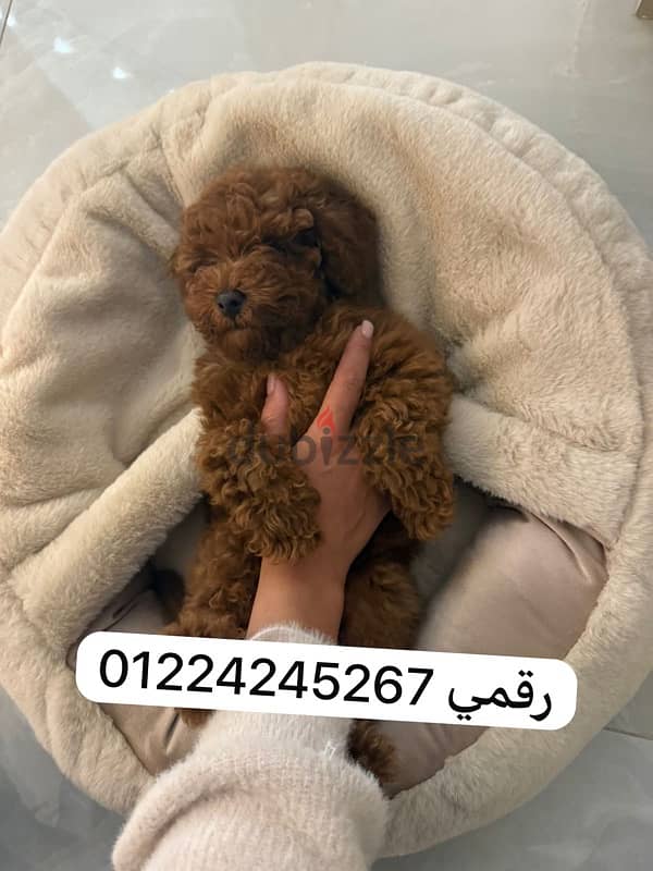 toy poodle 0