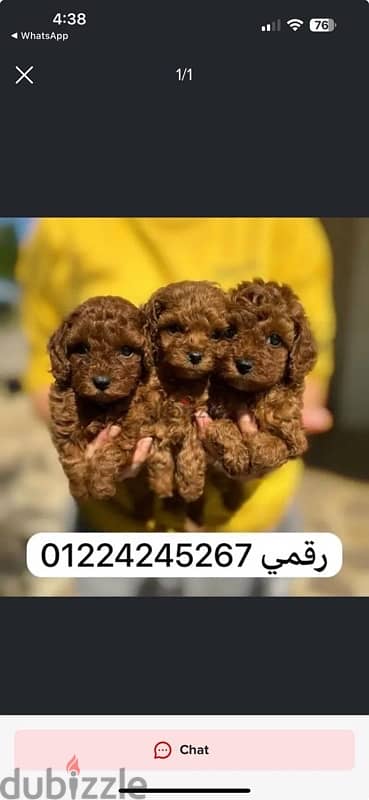 toy_poodle_ بودل