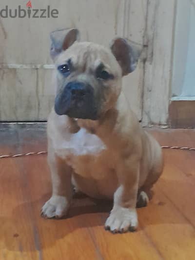 american pocket bully اميريكان بوكيت بولى