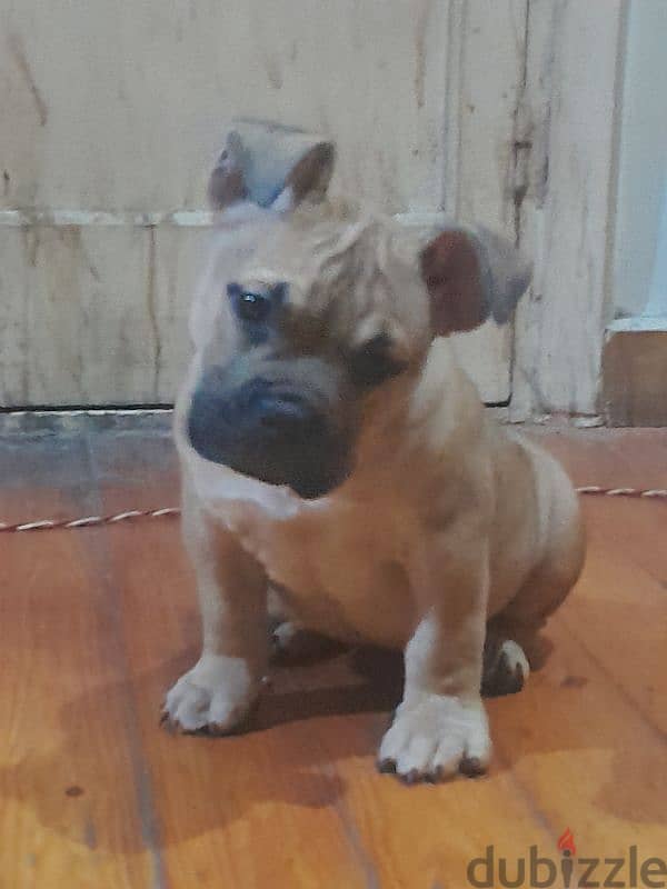 american pocket bully اميريكان بوكيت بولى 1