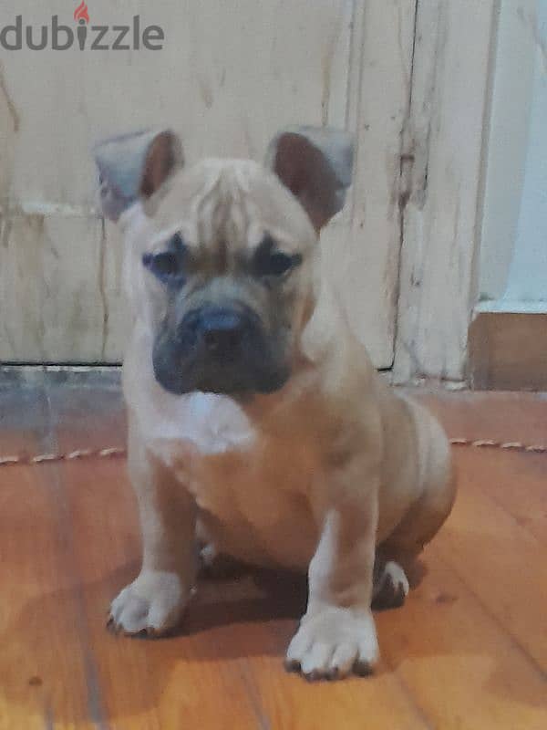 american pocket bully اميريكان بوكيت بولى 2