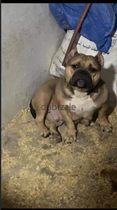 american pocket bully اميريكان بوكيت بولى 3