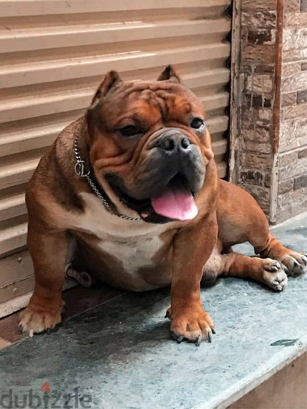 american pocket bully اميريكان بوكيت بولى 4