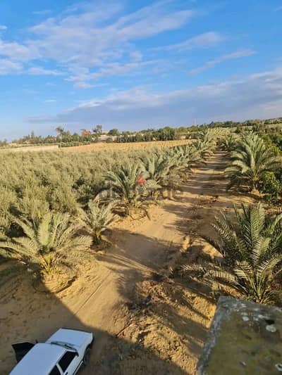 للبيع مزرعة 10 فدان مسجلة طريق اسكندريه الصحراوي علي بعد 2 ك من الرئي