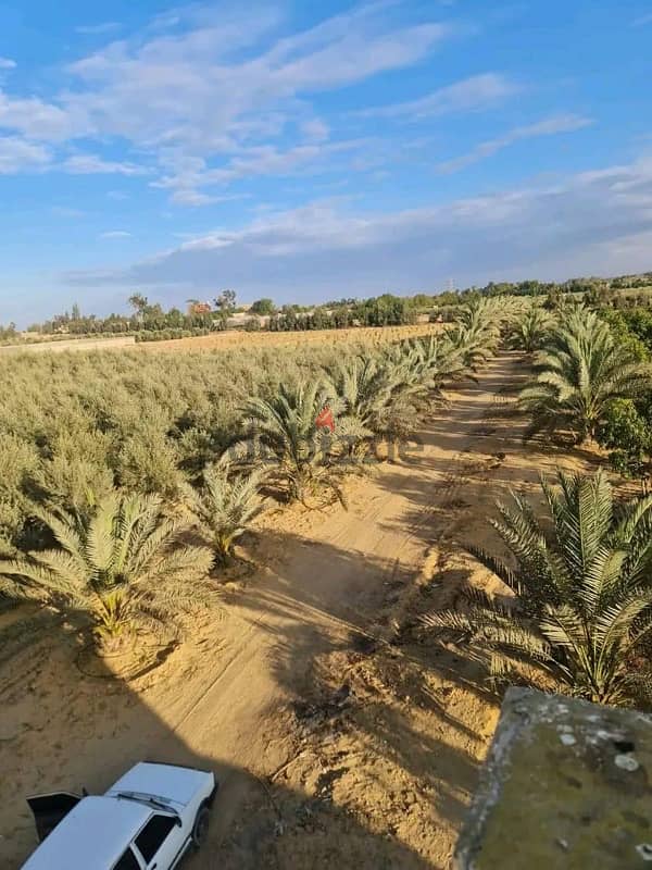 للبيع مزرعة 10 فدان مسجلة طريق اسكندريه الصحراوي علي بعد 2 ك من الرئي 0