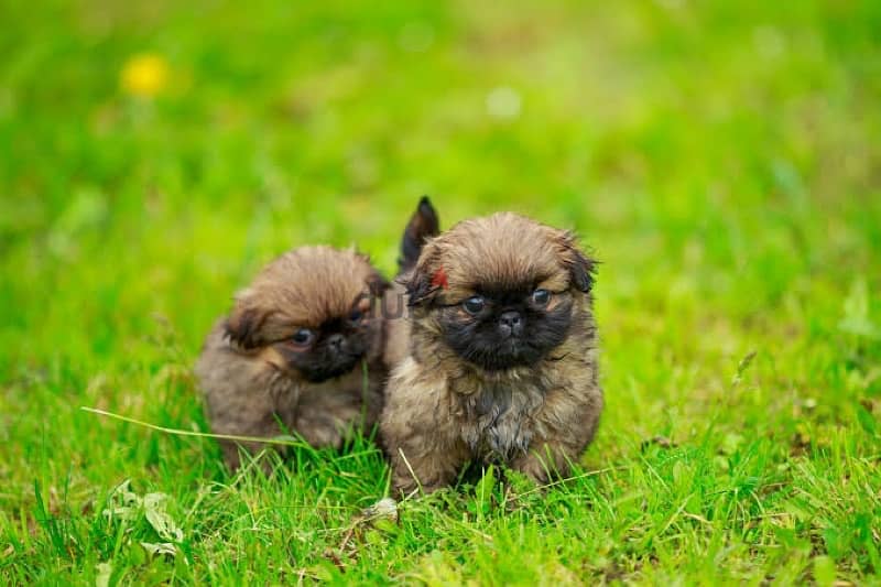 Pekingese Puppies 0