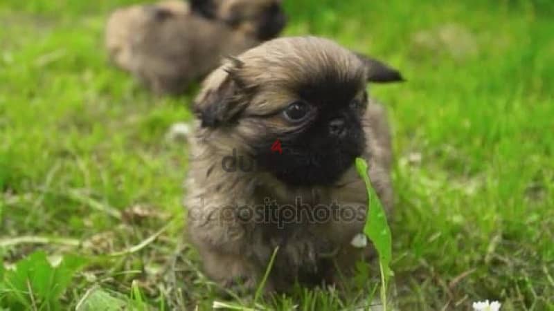 Pekingese Puppies 1