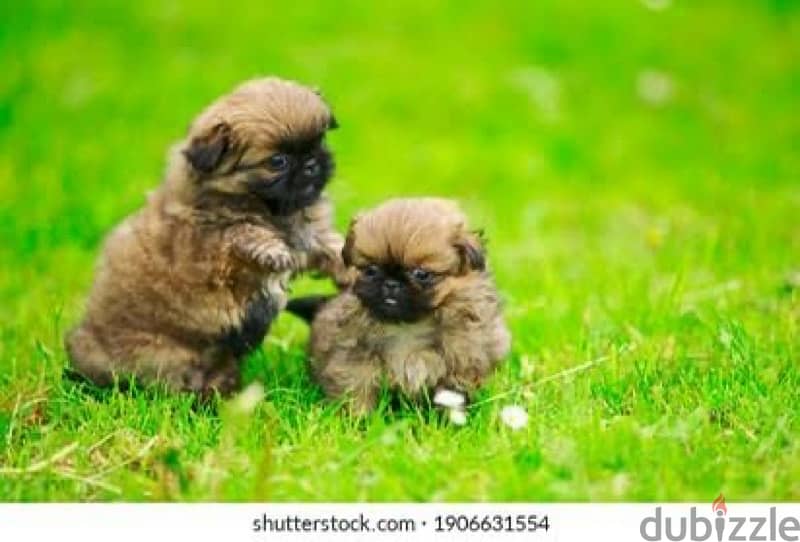 Pekingese Puppies 2