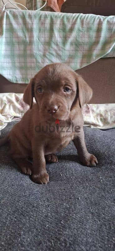 light chocolate labrador puppy