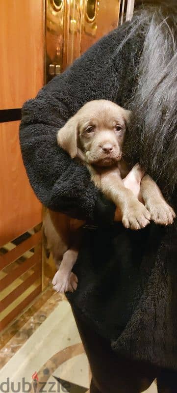 light chocolate labrador puppy 2