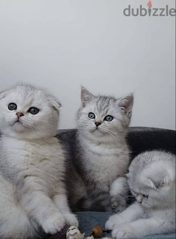 Scottish fold 0