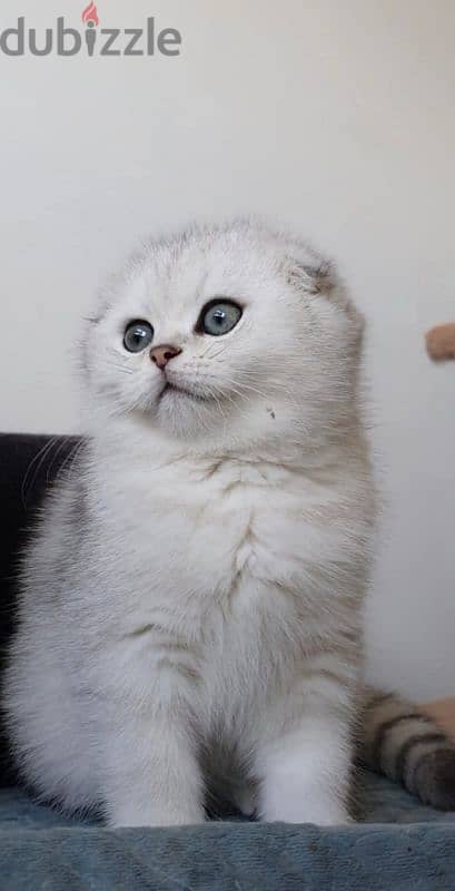 Scottish fold 2