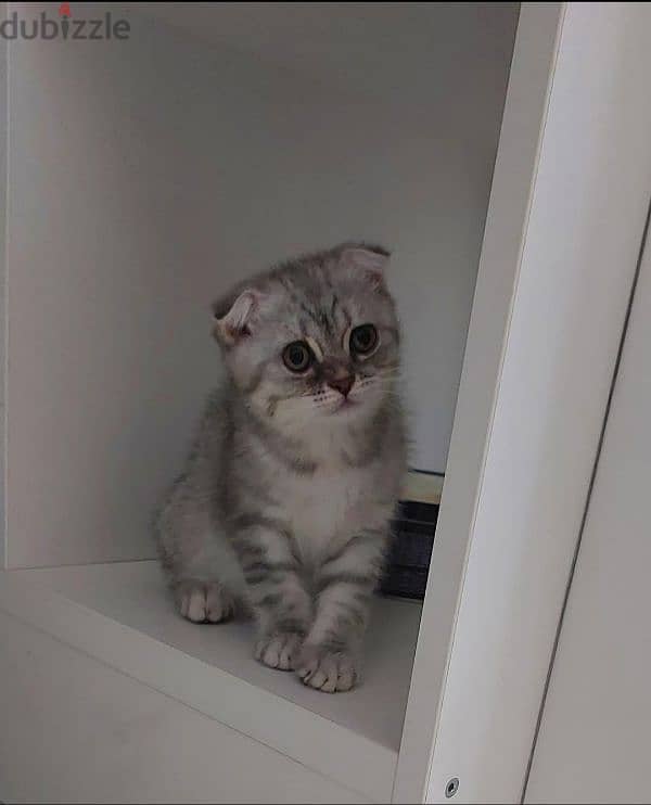 Scottish fold 10