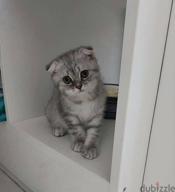 Scottish fold 11