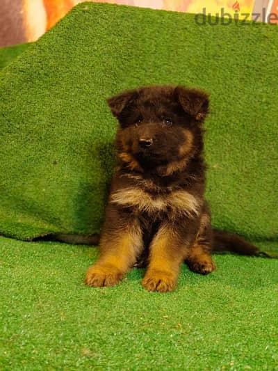 German shepherd