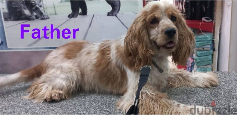 cocker spaniel كوكر سبانيل 4