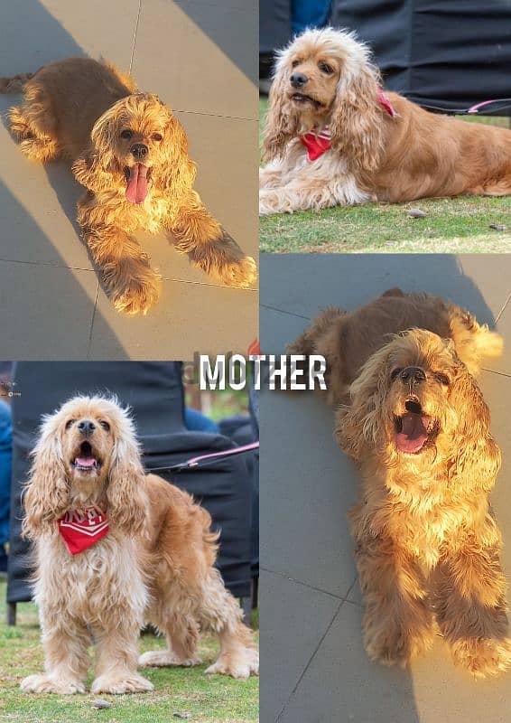 cocker spaniel كوكر سبانيل 5