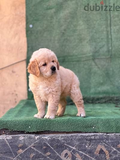 Golden Retrivar puppeis