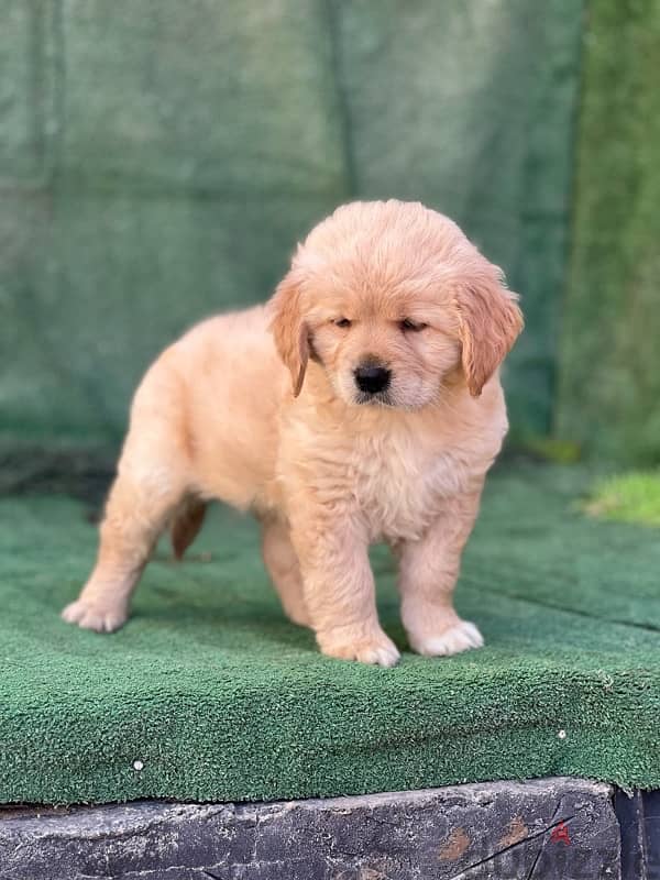 Golden Retrivar puppeis 1