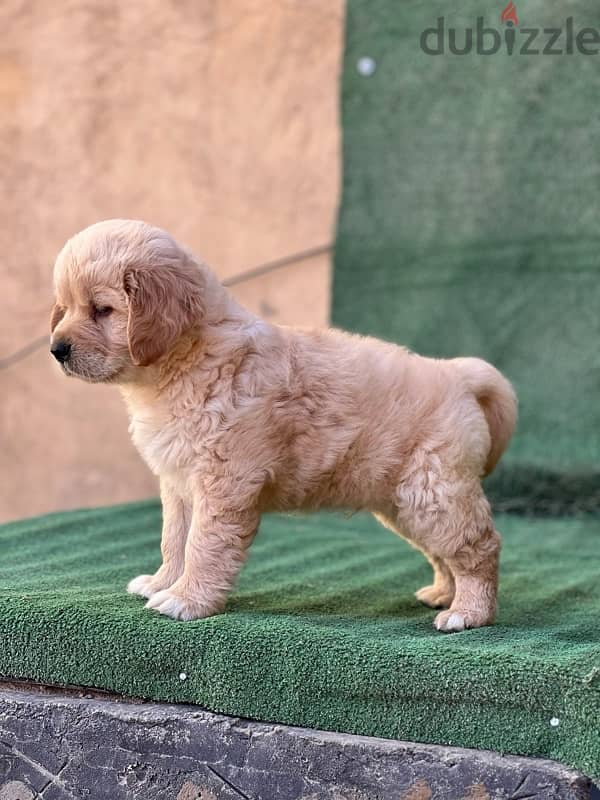 Golden Retrivar puppeis 2