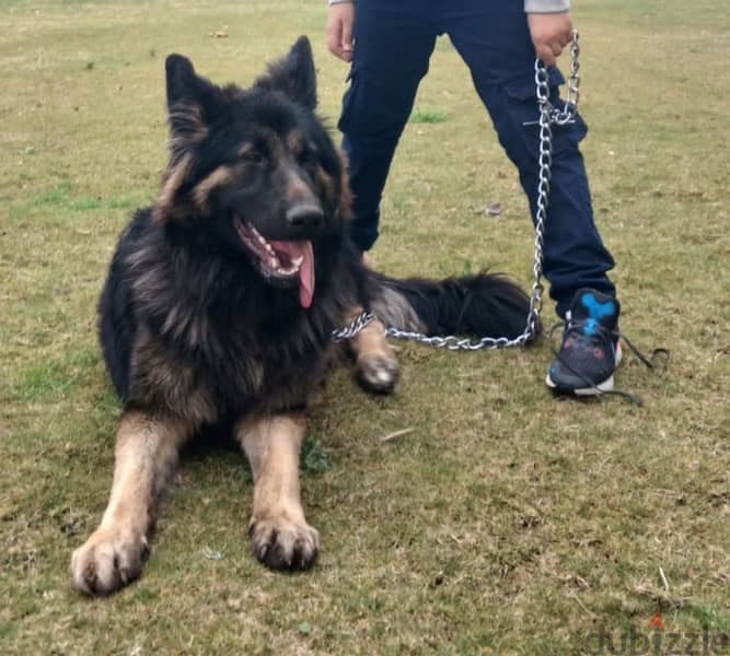 9 months male german shepherd long hair 0