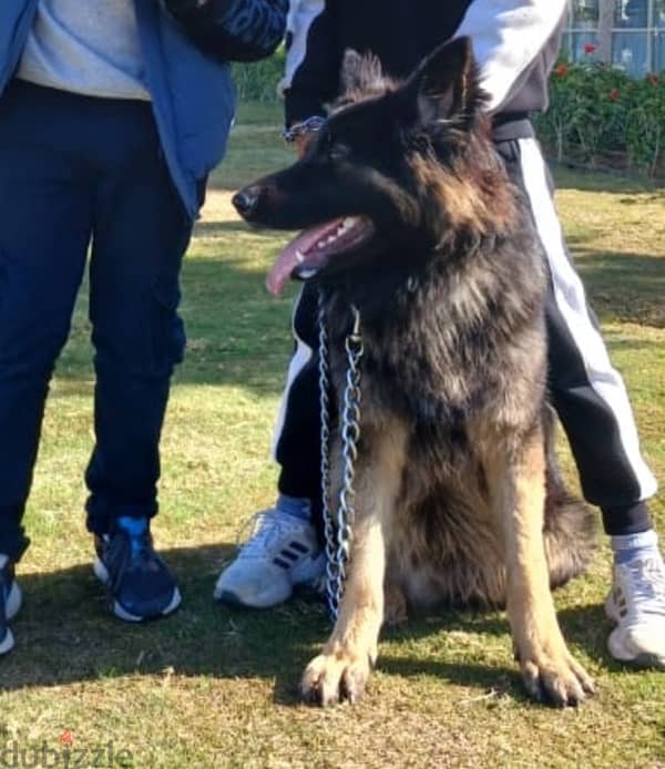 9 months male german shepherd long hair 1