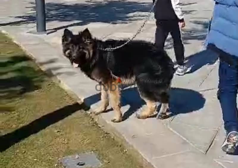 9 months male german shepherd long hair 3