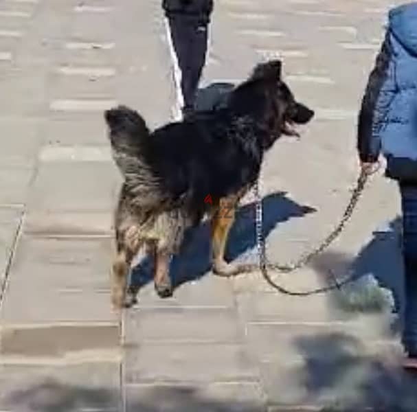 9 months male german shepherd long hair 4